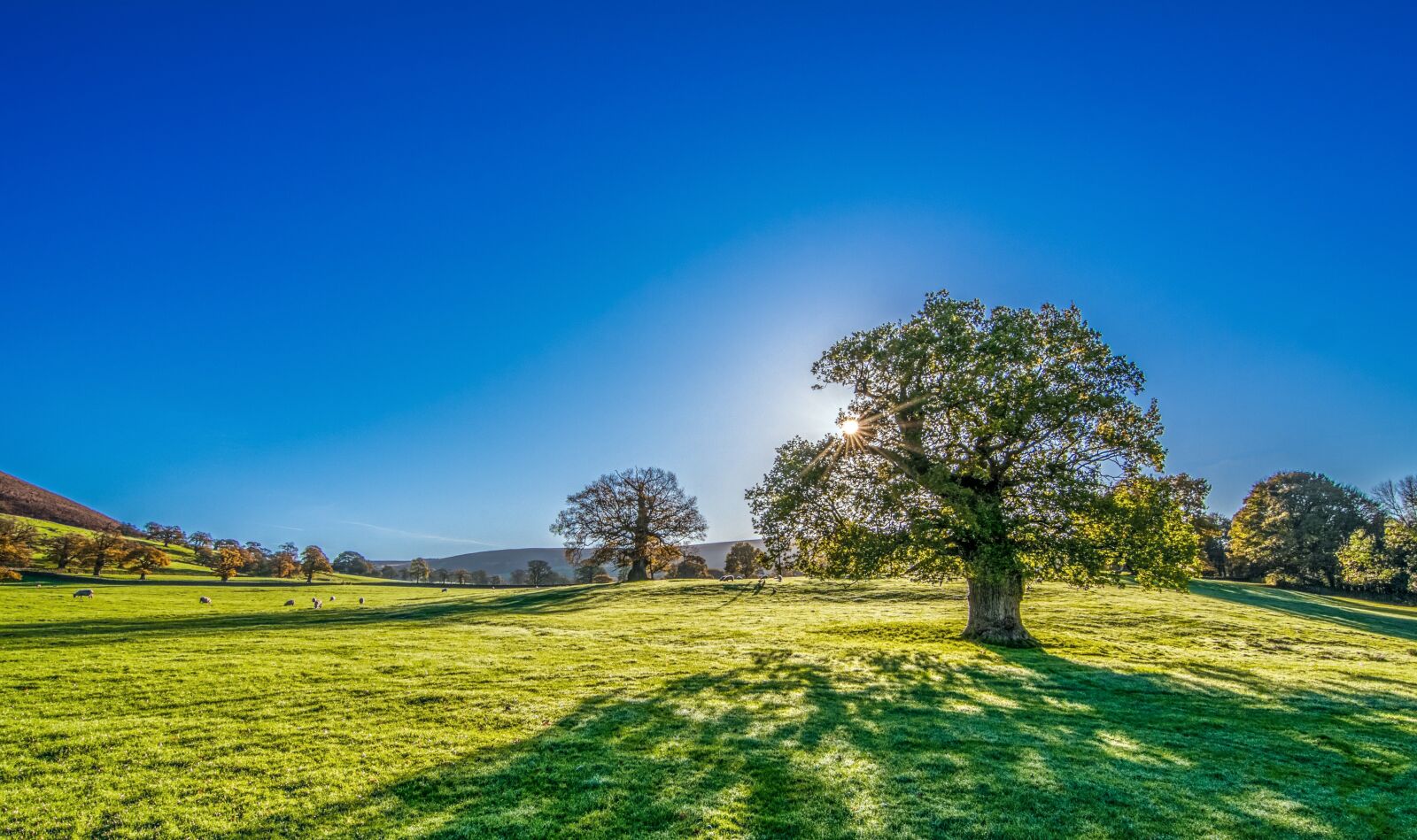 Tokina AT-X Pro 11-16mm F2.8 DX II sample photo. Tree, sun, sunshine photography