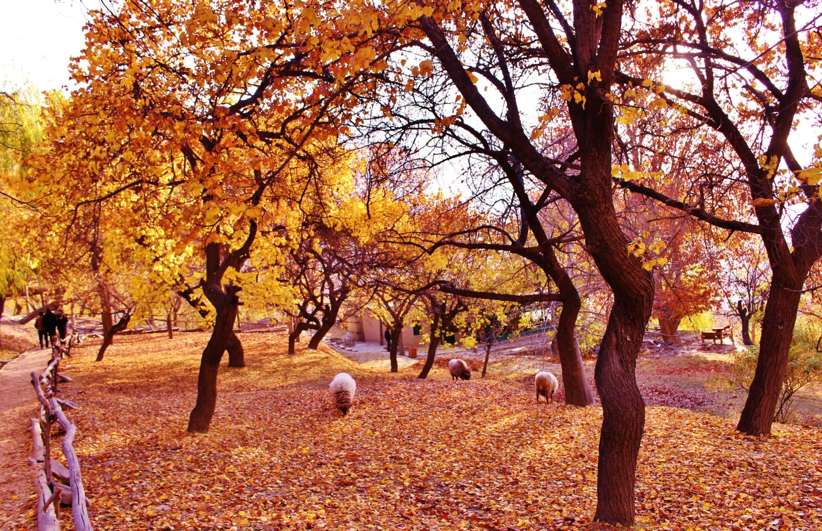 Canon EOS 700D (EOS Rebel T5i / EOS Kiss X7i) sample photo. Hunza, autumn, mountain photography