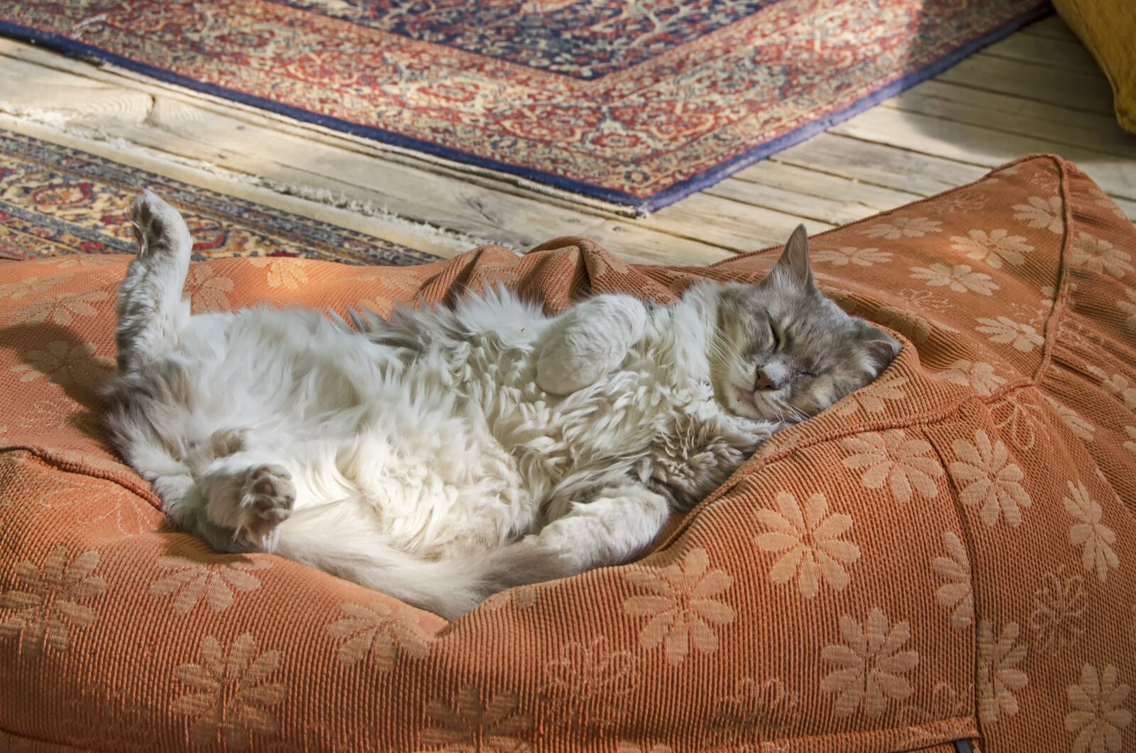 Nikon D5100 sample photo. Sleeping cat, no worries photography