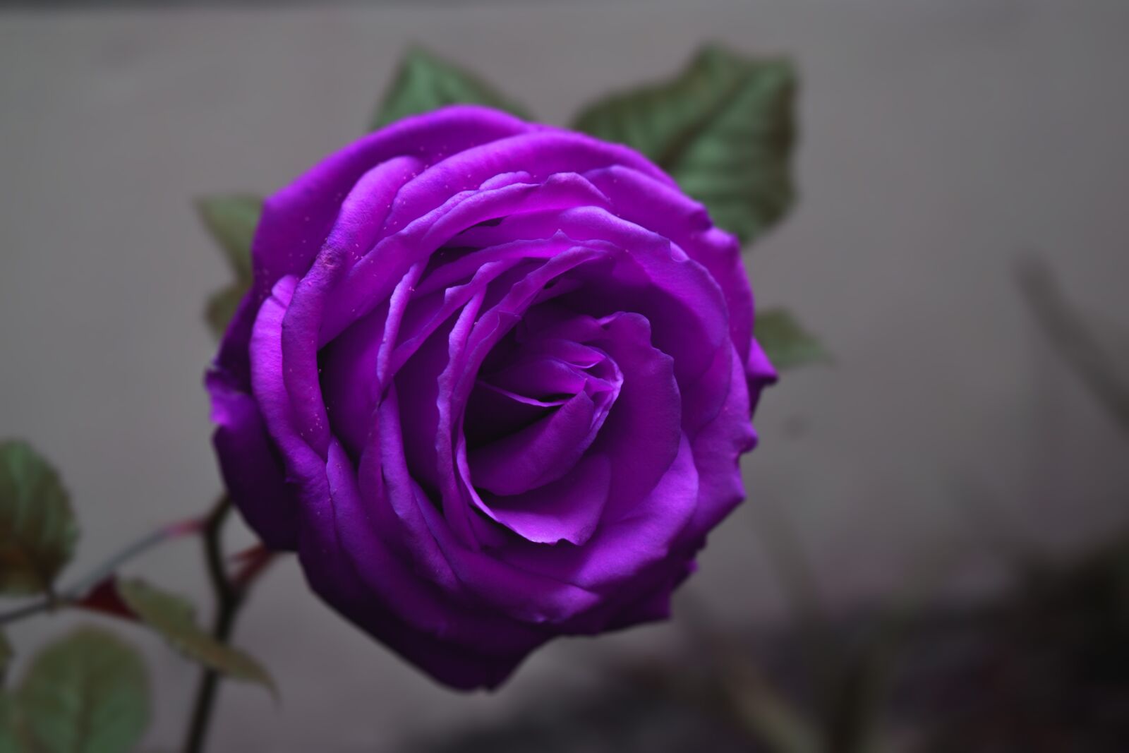 Nikon D3400 sample photo. Rosa, lilac, flower photography