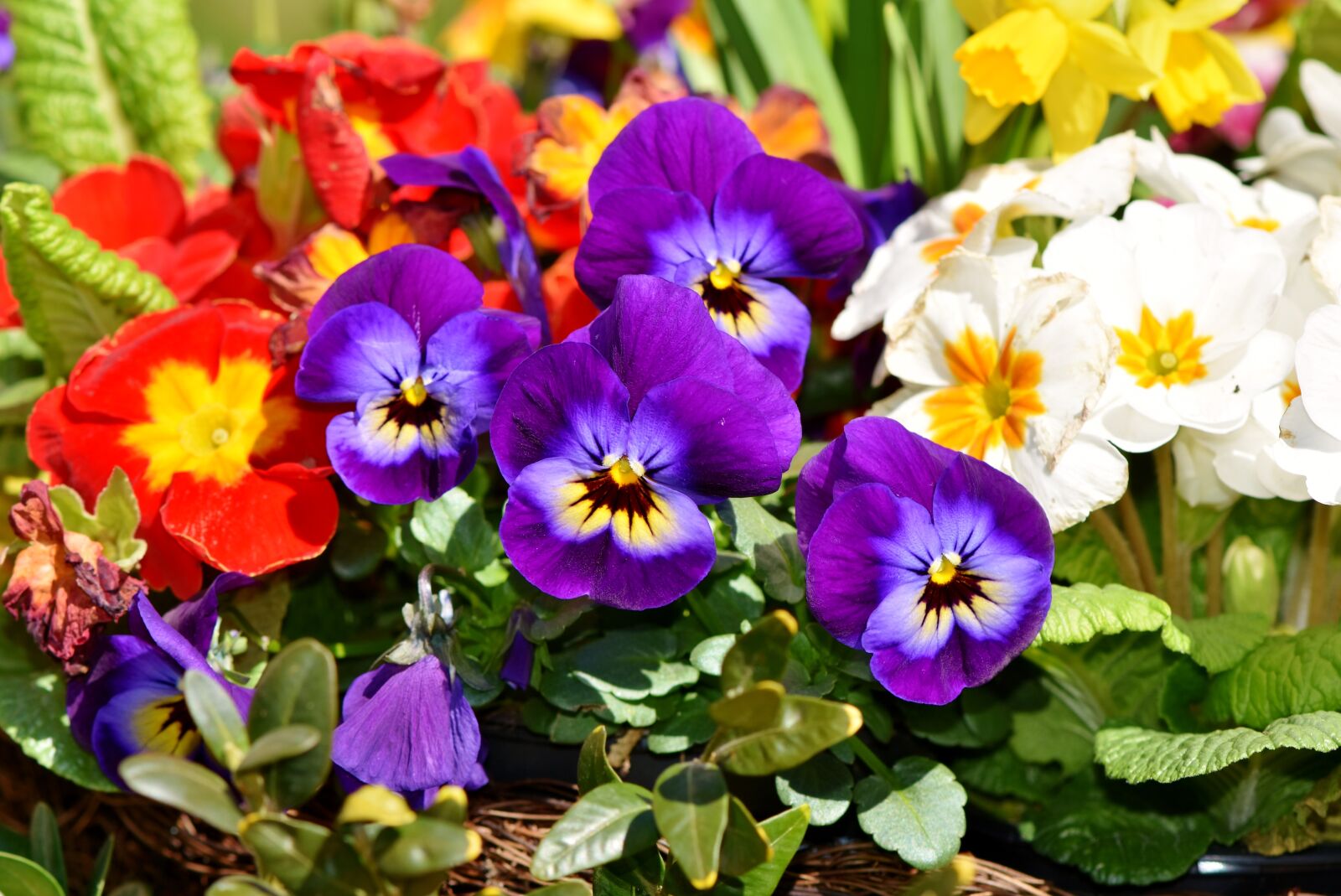 Nikon D7200 sample photo. Flower, pansy, blossom photography