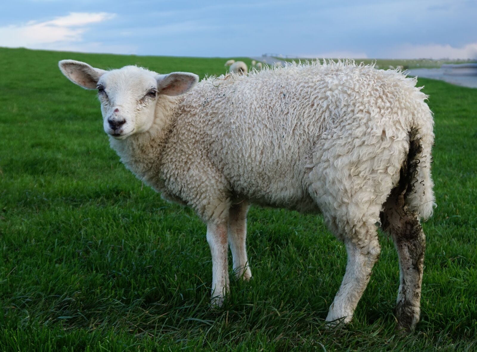 Sony Alpha a5000 (ILCE 5000) sample photo. Sheep, mammal, grass photography