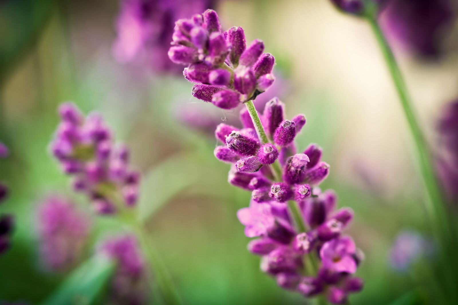 Olympus OM-D E-M10 sample photo. Lavender, flower, purple photography