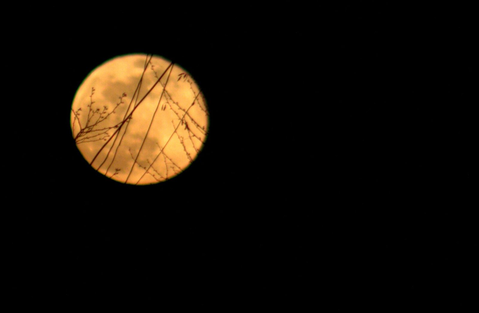 Canon EOS 700D (EOS Rebel T5i / EOS Kiss X7i) + Canon EF 75-300mm f/4-5.6 USM sample photo. Full moon, yellow, branches photography