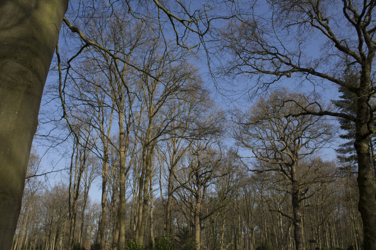 Canon EOS 1100D (EOS Rebel T3 / EOS Kiss X50) sample photo. Beauty, blue, sky, nature photography
