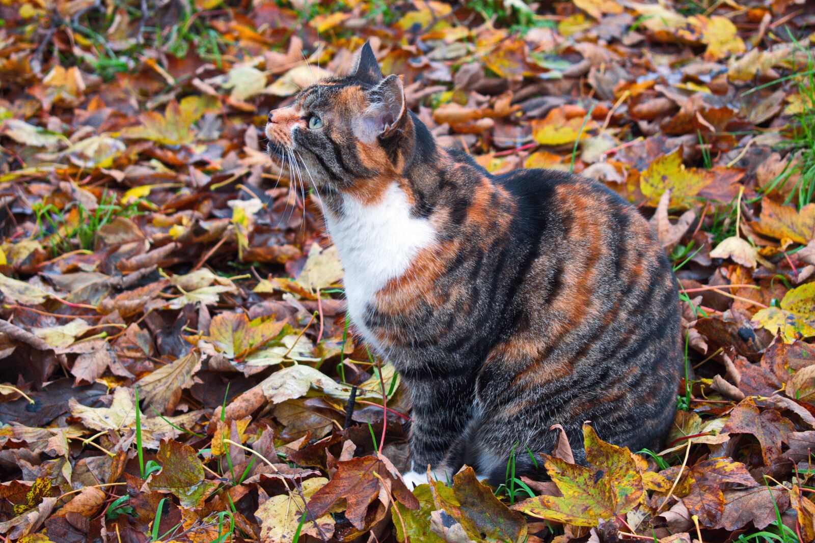 Nikon D3300 sample photo. Cat, autumn, leaves photography