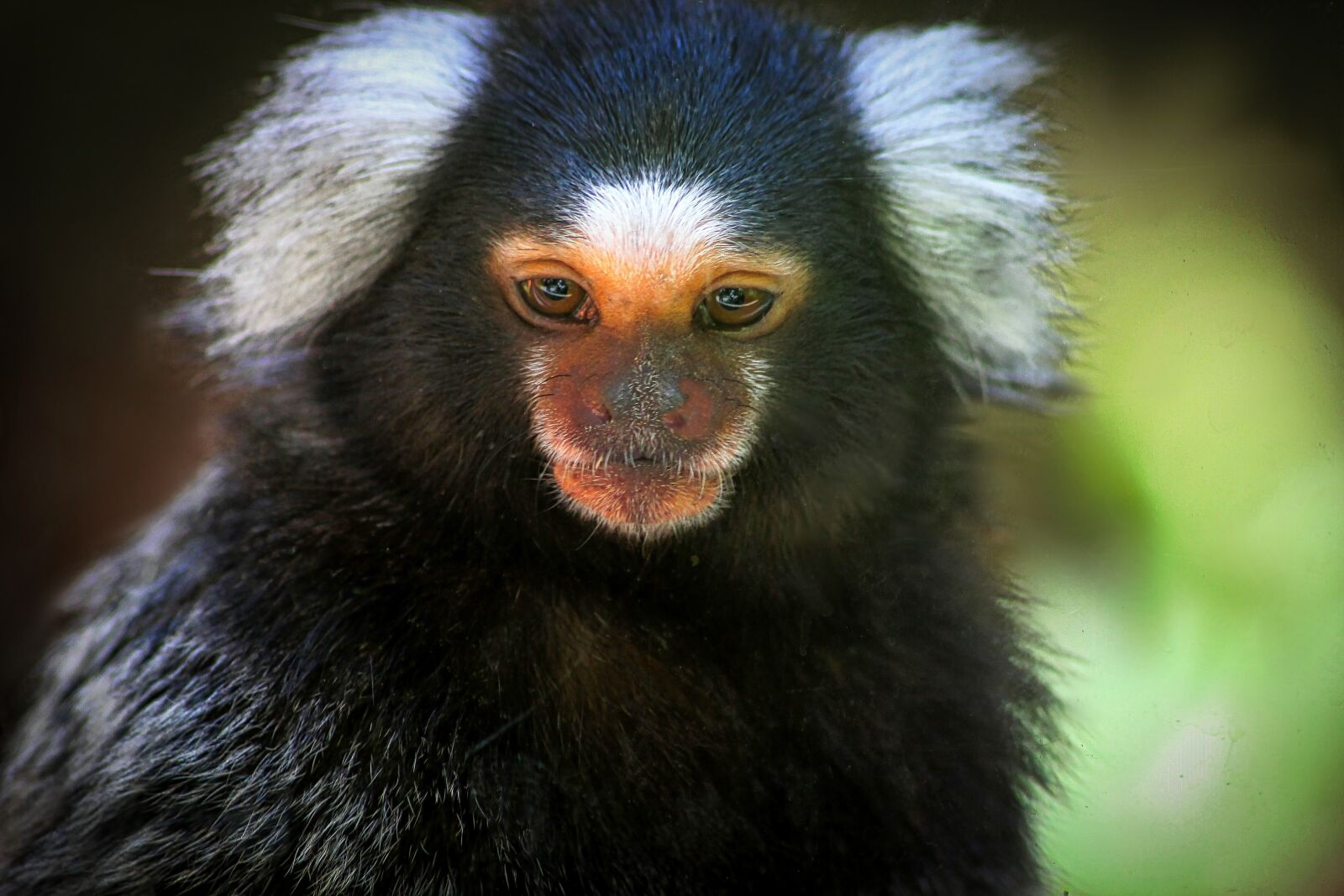 Canon EOS 600D (Rebel EOS T3i / EOS Kiss X5) sample photo. Monkey, small, black photography
