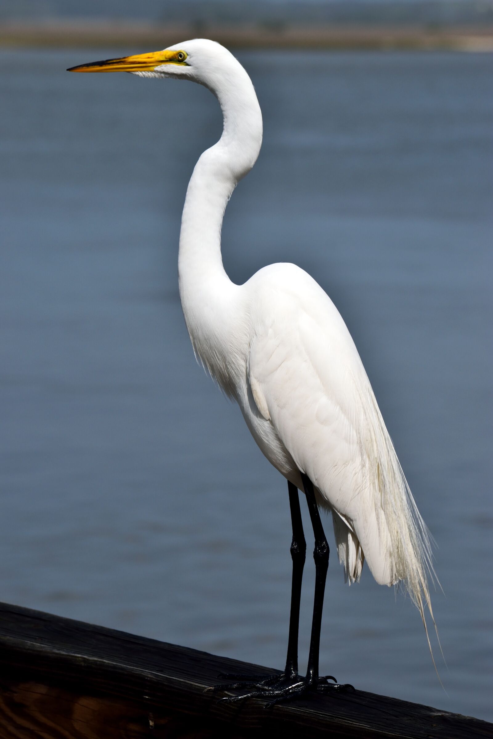 Nikon D3300 sample photo. Bird, heron, egret photography