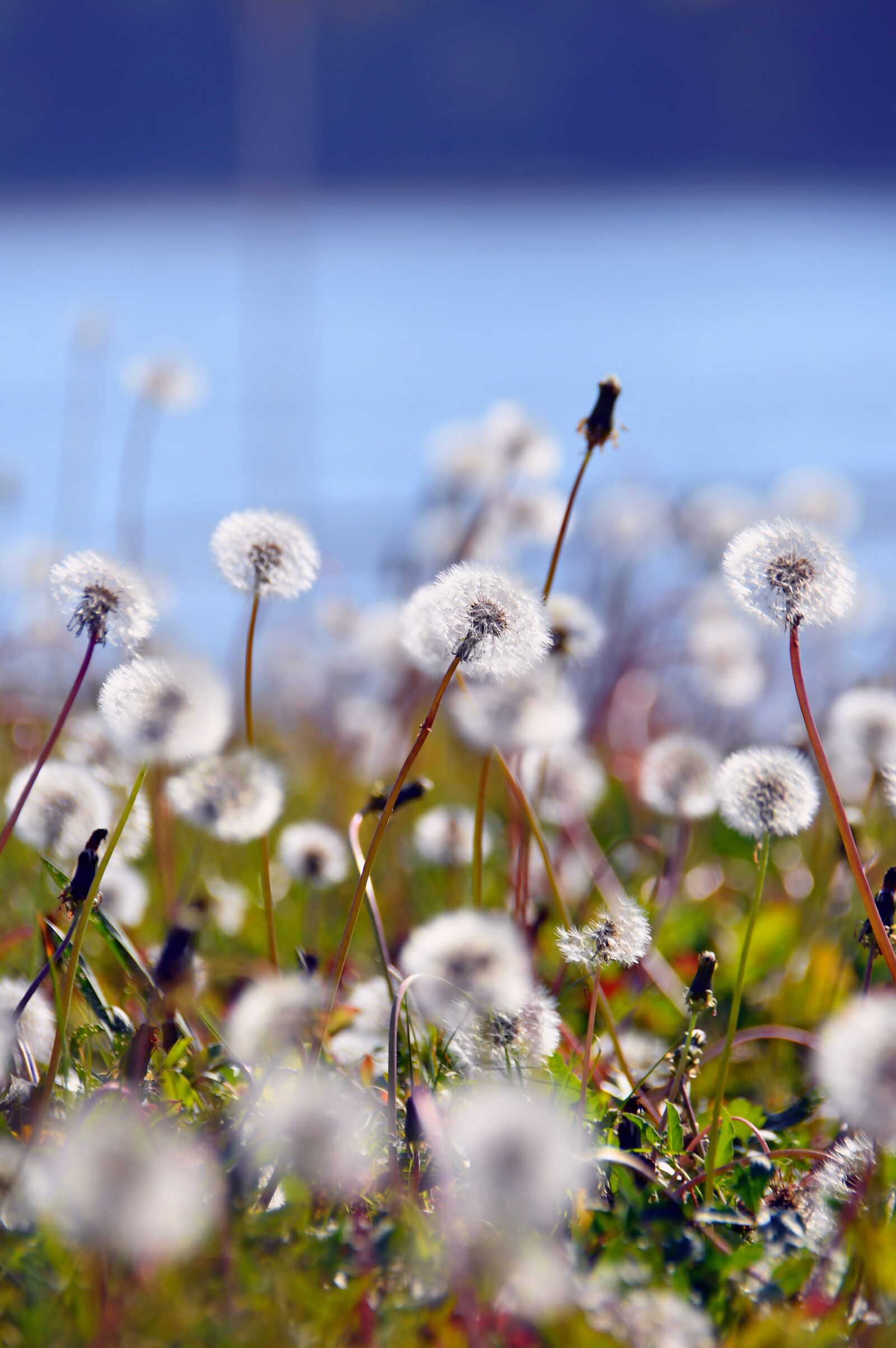 Nikon D3200 sample photo. Autumn landscape, dressing-gown dandelion photography