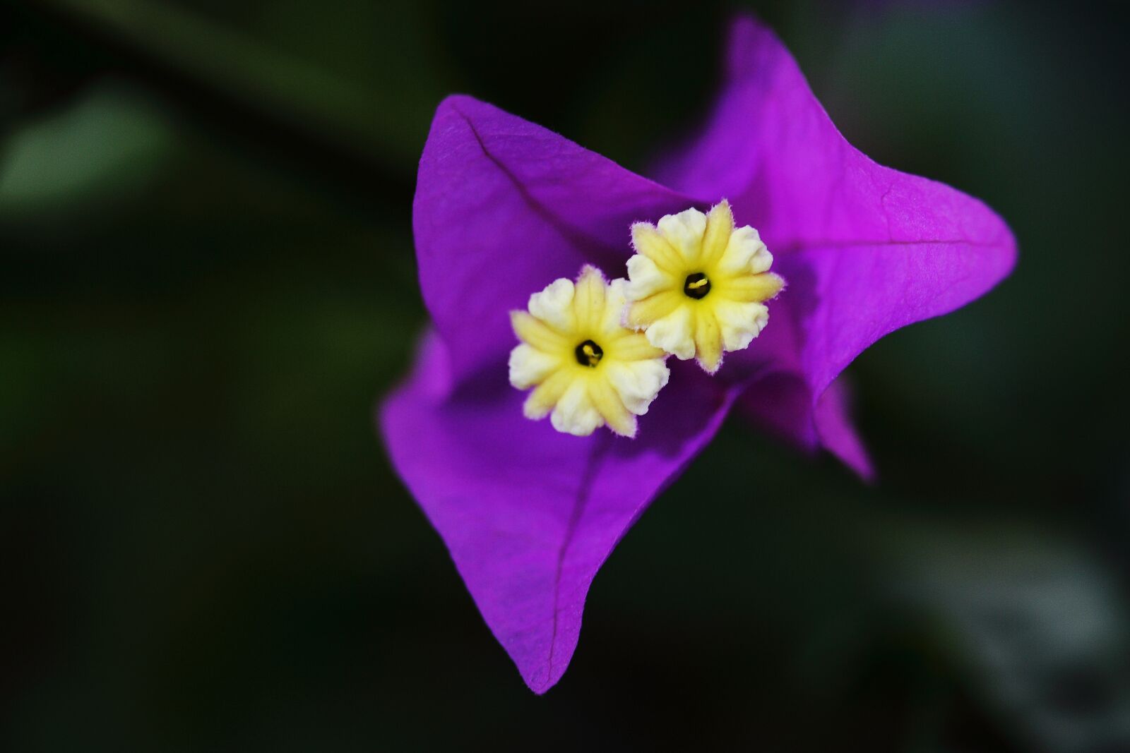 Canon EOS 40D sample photo. Flower, purple, macro photography
