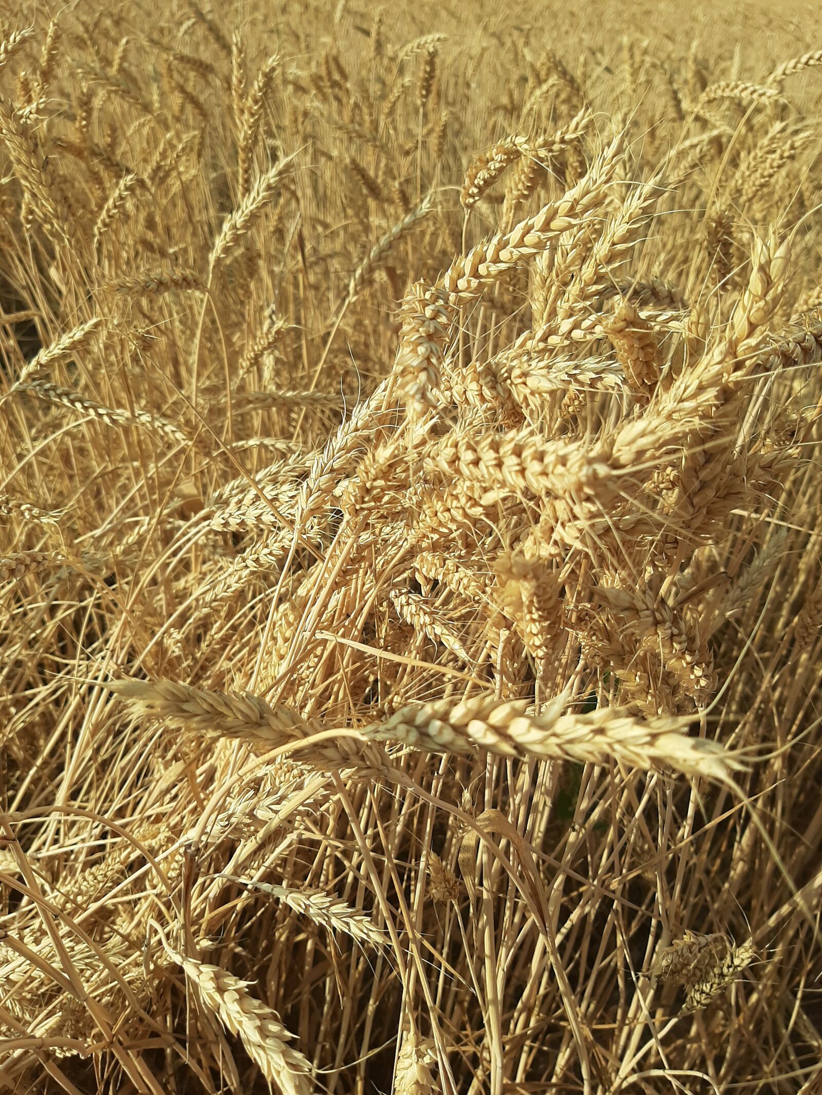 Samsung Galaxy A50 sample photo. Wheat, kolos, harvest photography
