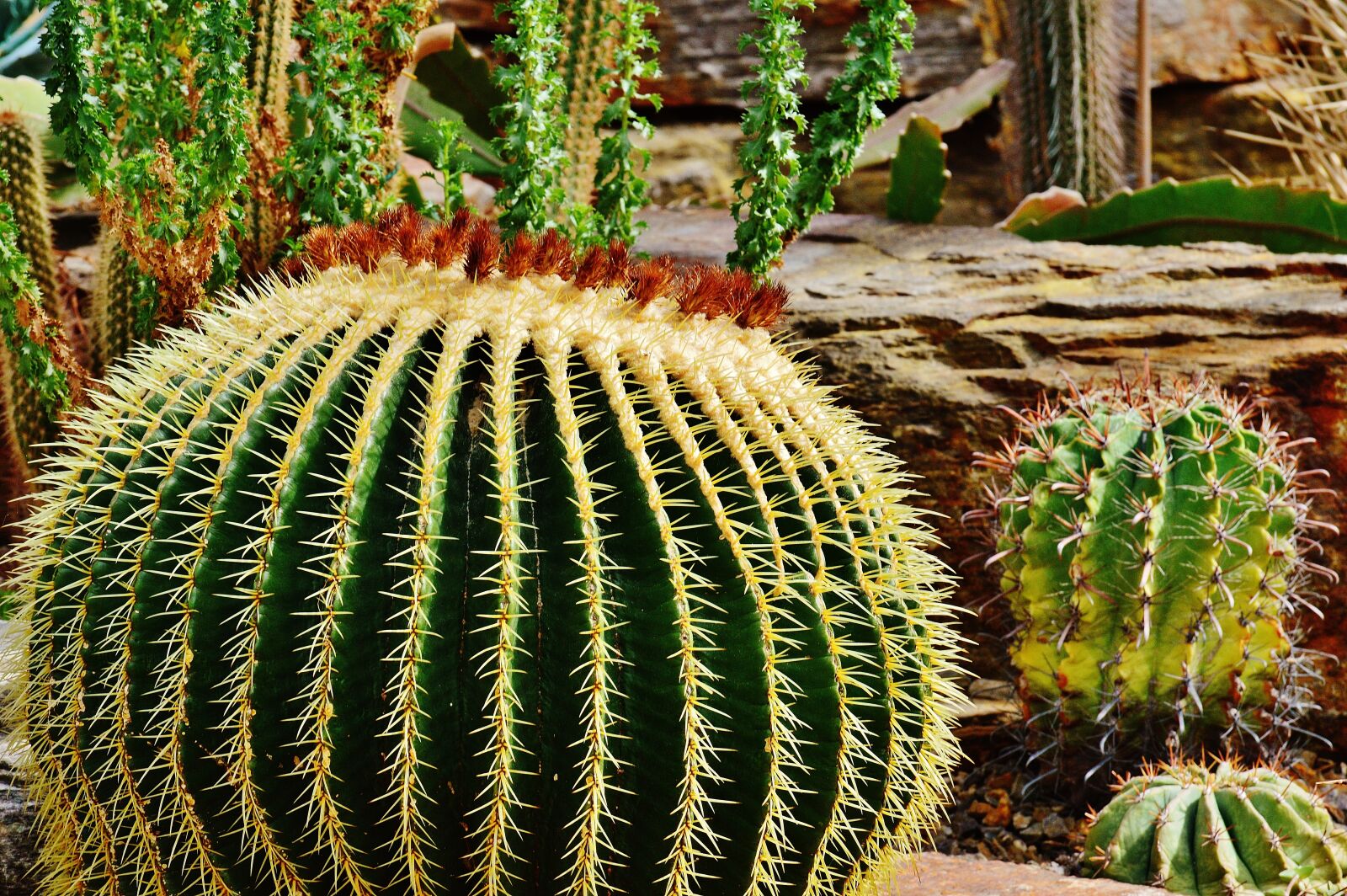 Nikon D3200 sample photo. Cactus, plant, nature photography
