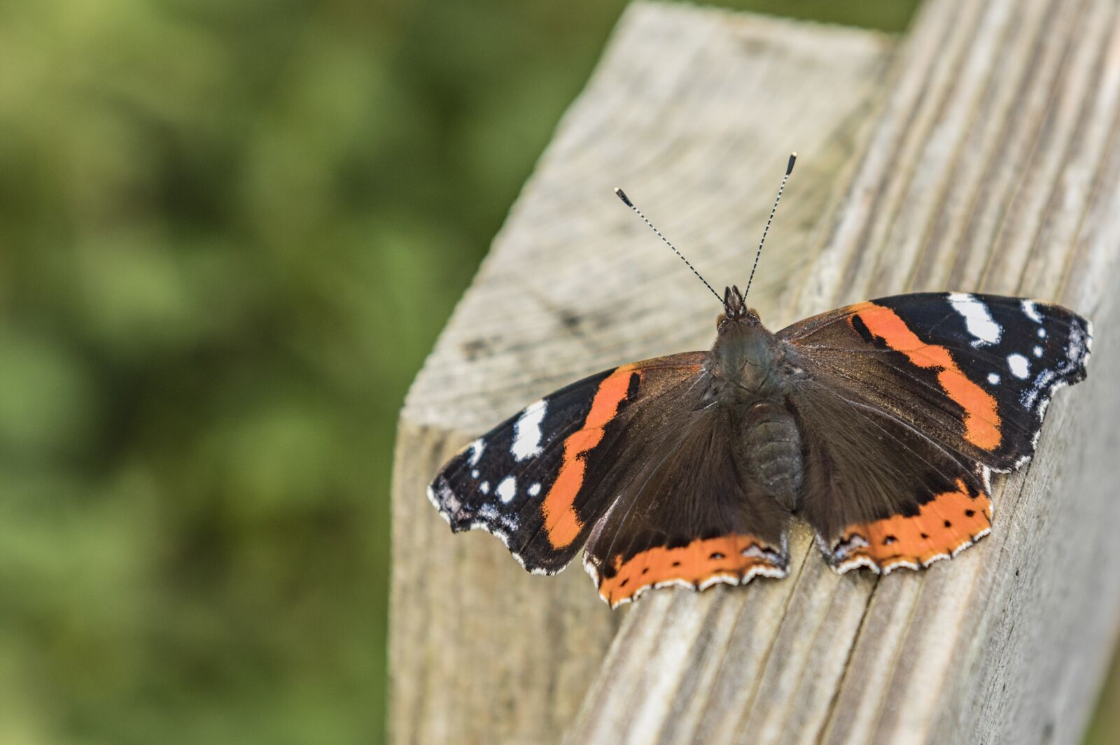 Nikon D500 sample photo. Nature, butterfly, insect photography