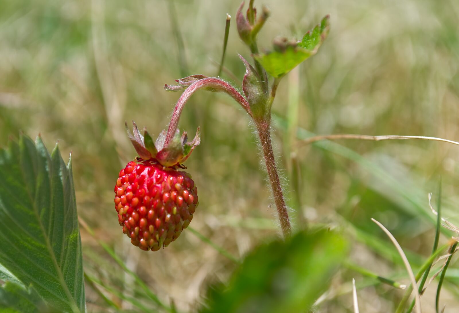 Nikon D3100 sample photo. Strawberry, wild berry, fruit photography