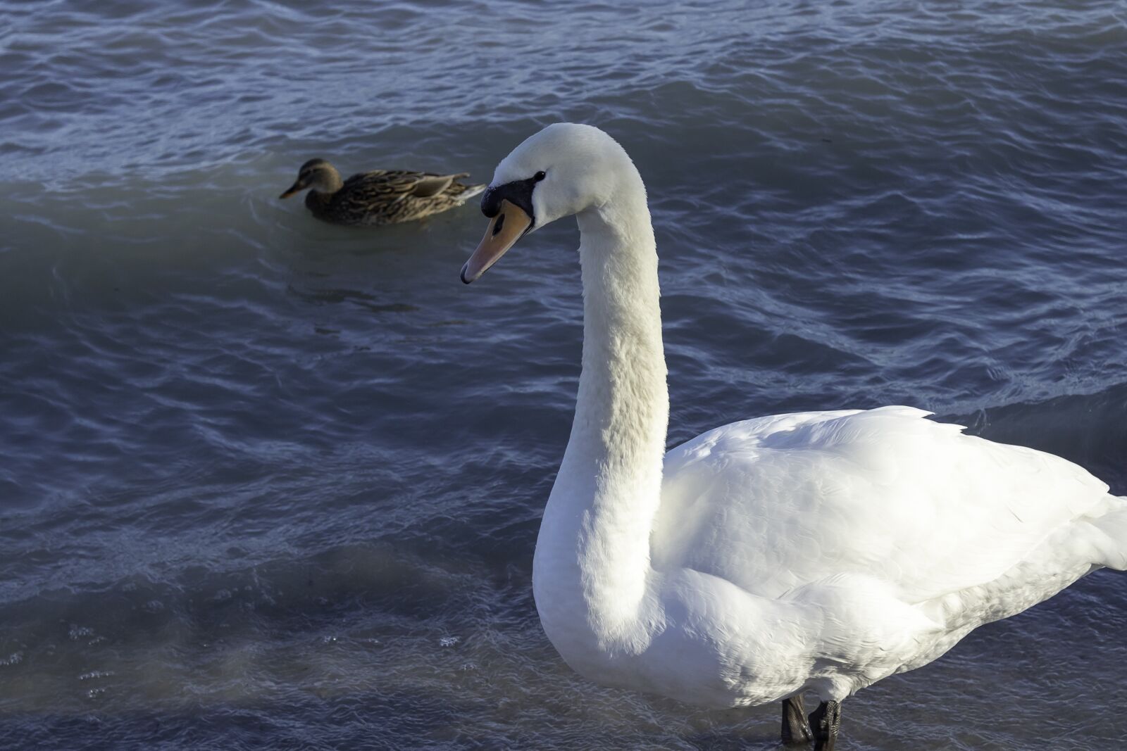 Canon EOS 1300D (EOS Rebel T6 / EOS Kiss X80) sample photo. Swan, cam, water bird photography
