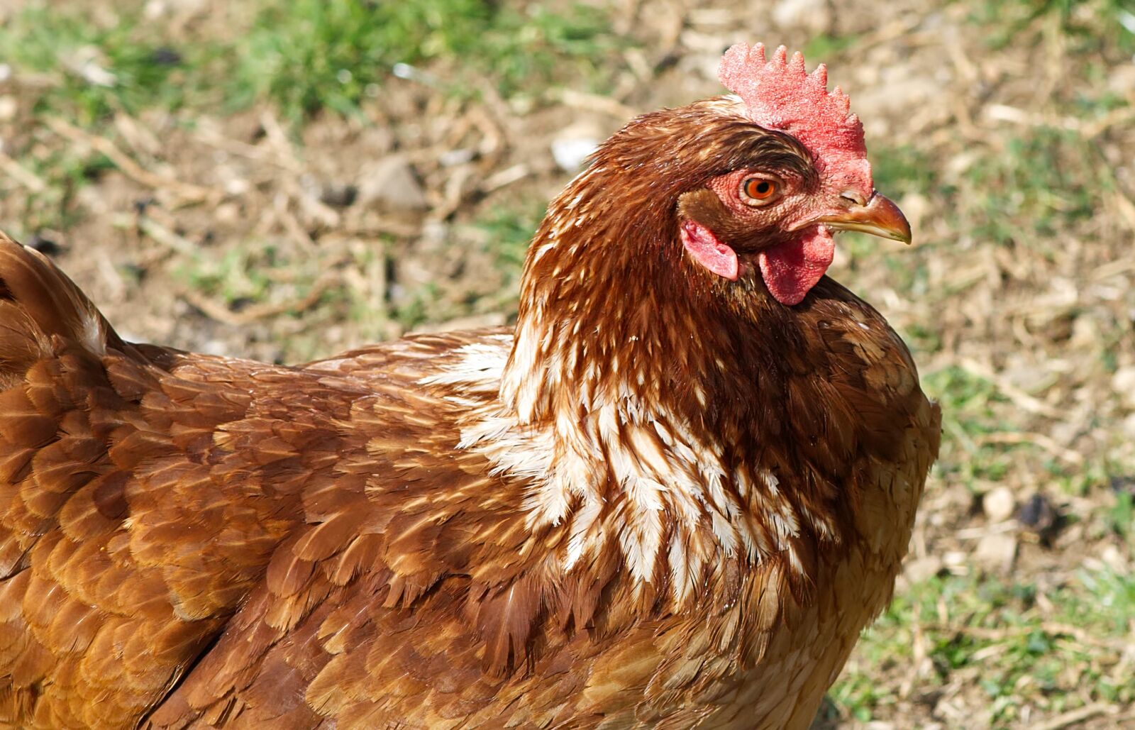 Nikon D7200 sample photo. Portrait, chicken, poultry photography