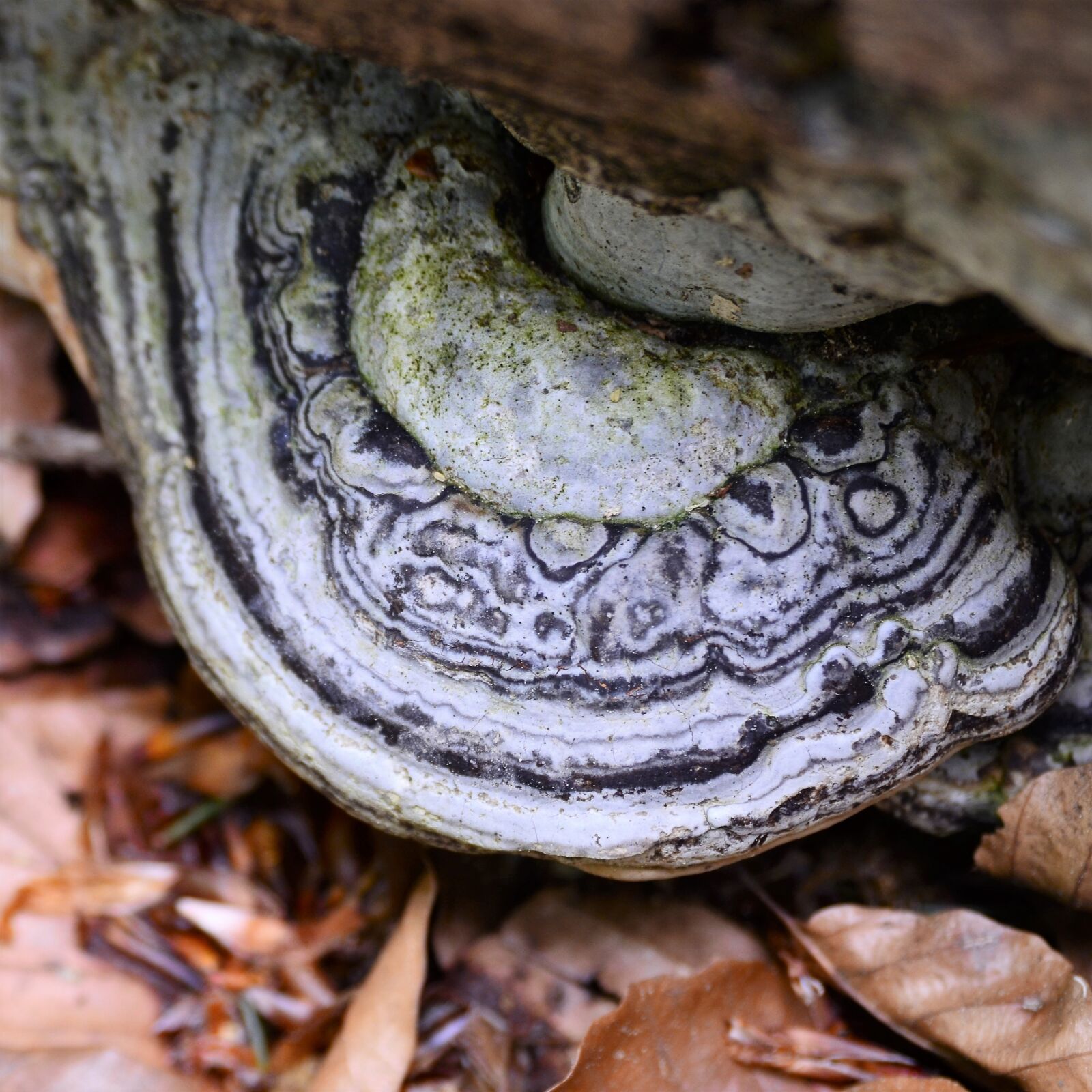 Nikon D7000 sample photo. Tinder, tree fungus, marbled photography