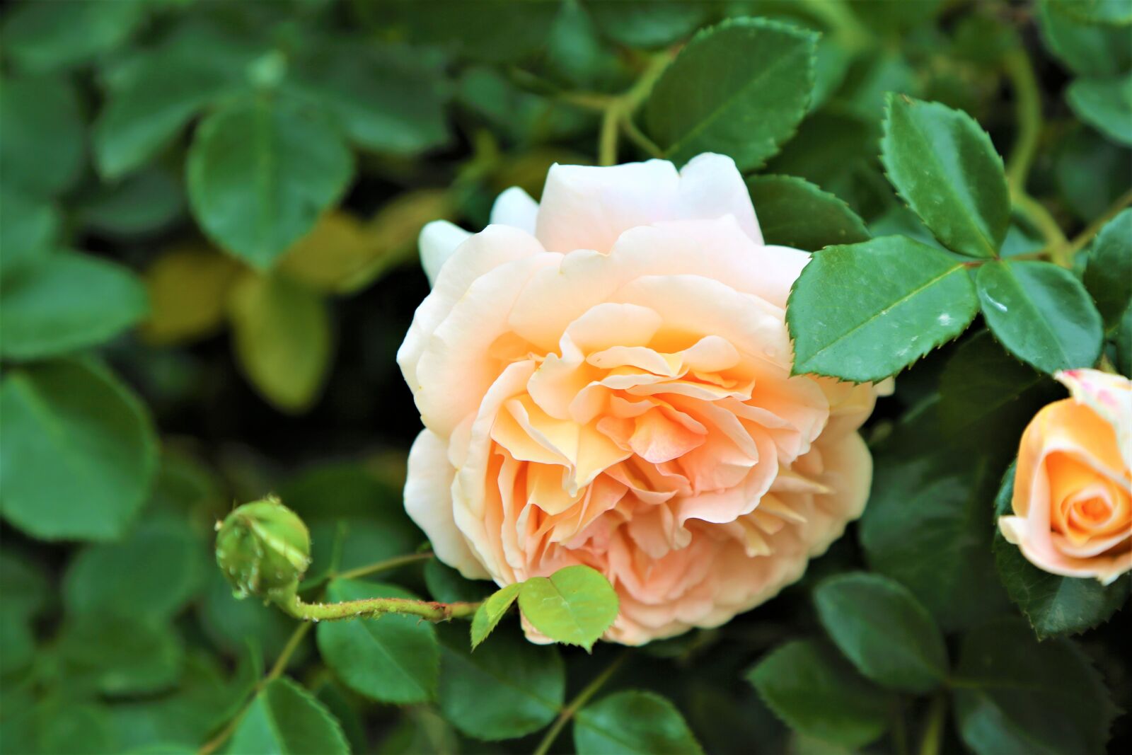 Canon EF 24-105mm F4L IS USM sample photo. Rose, brownish-yellow rose, spring photography