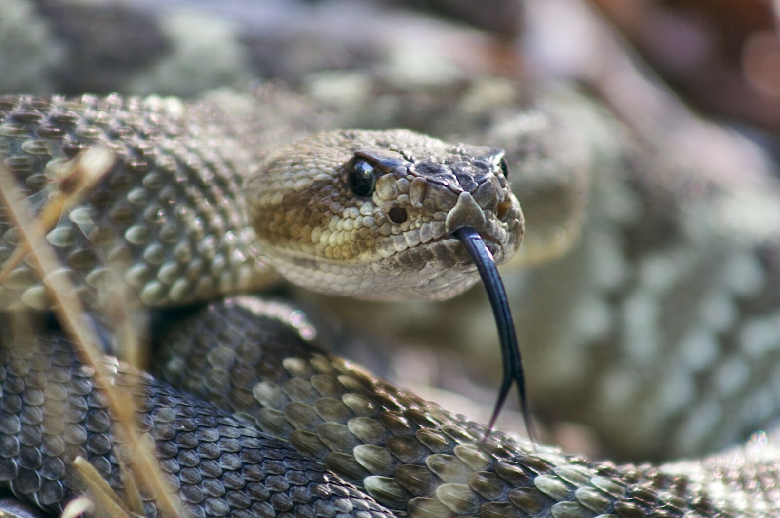 Canon EOS 450D (EOS Rebel XSi / EOS Kiss X2) sample photo. Black tailed, rattlesnake, reptile photography