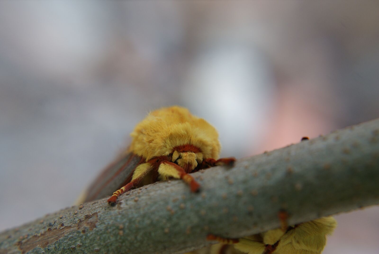 Sony Alpha DSLR-A200 sample photo. Moth king, insect, king photography
