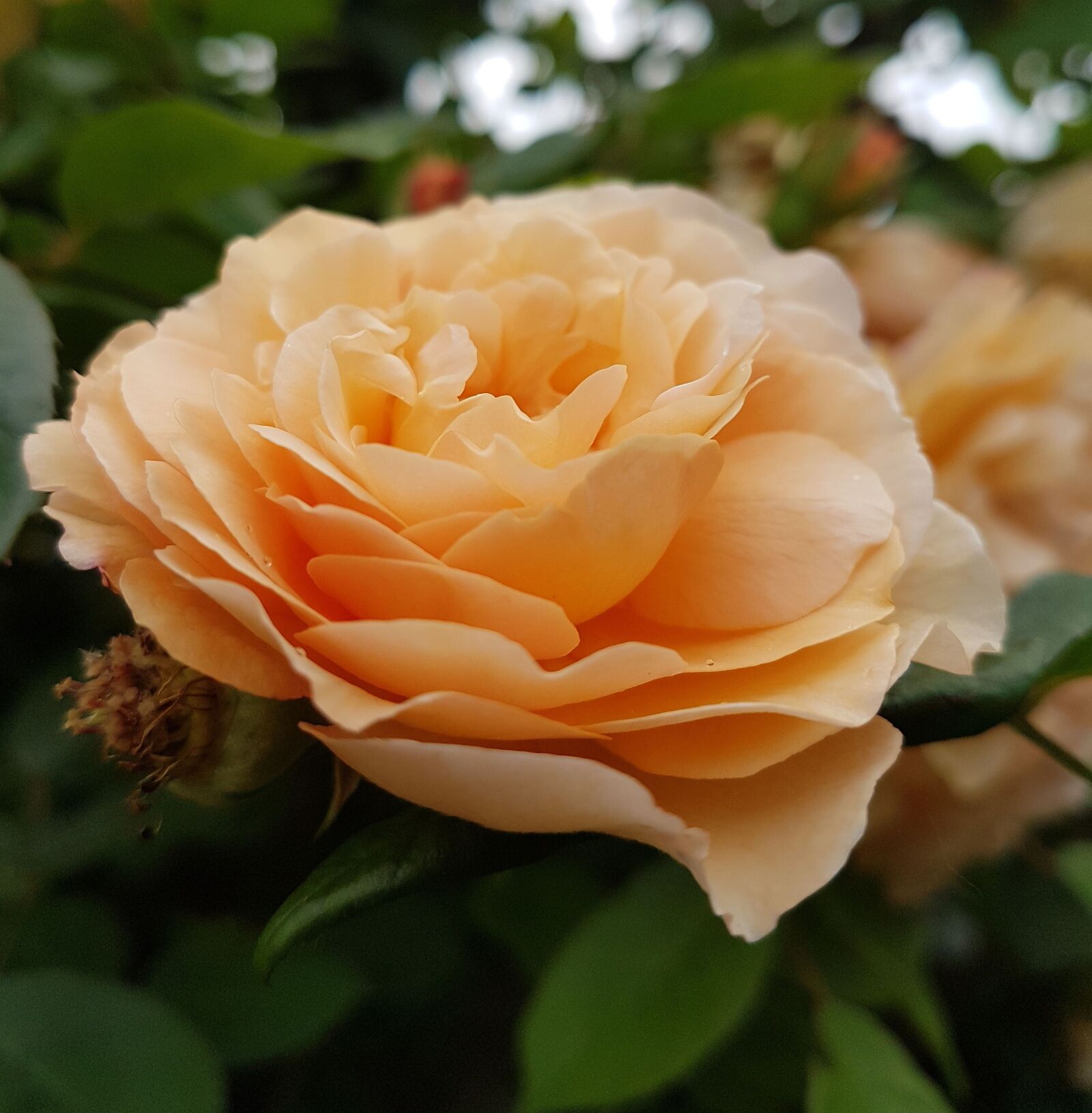 Samsung Galaxy S7 sample photo. Rose, nature, garden photography