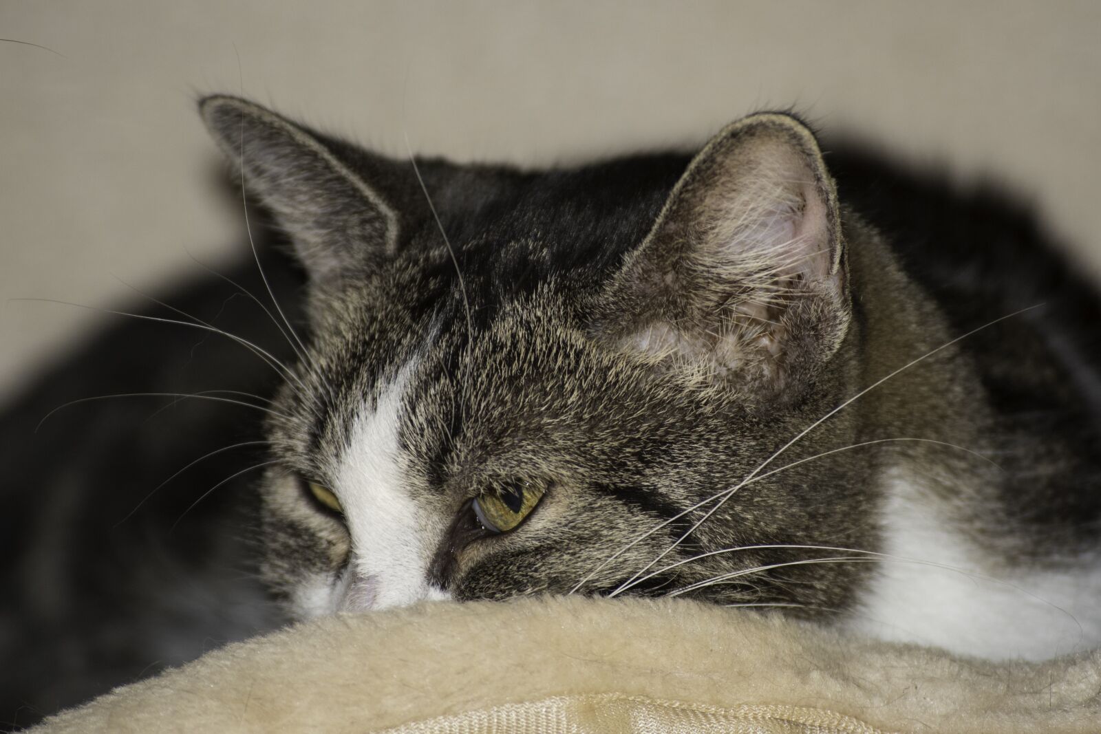 Nikon D750 sample photo. Domestic cat close-up, public photography