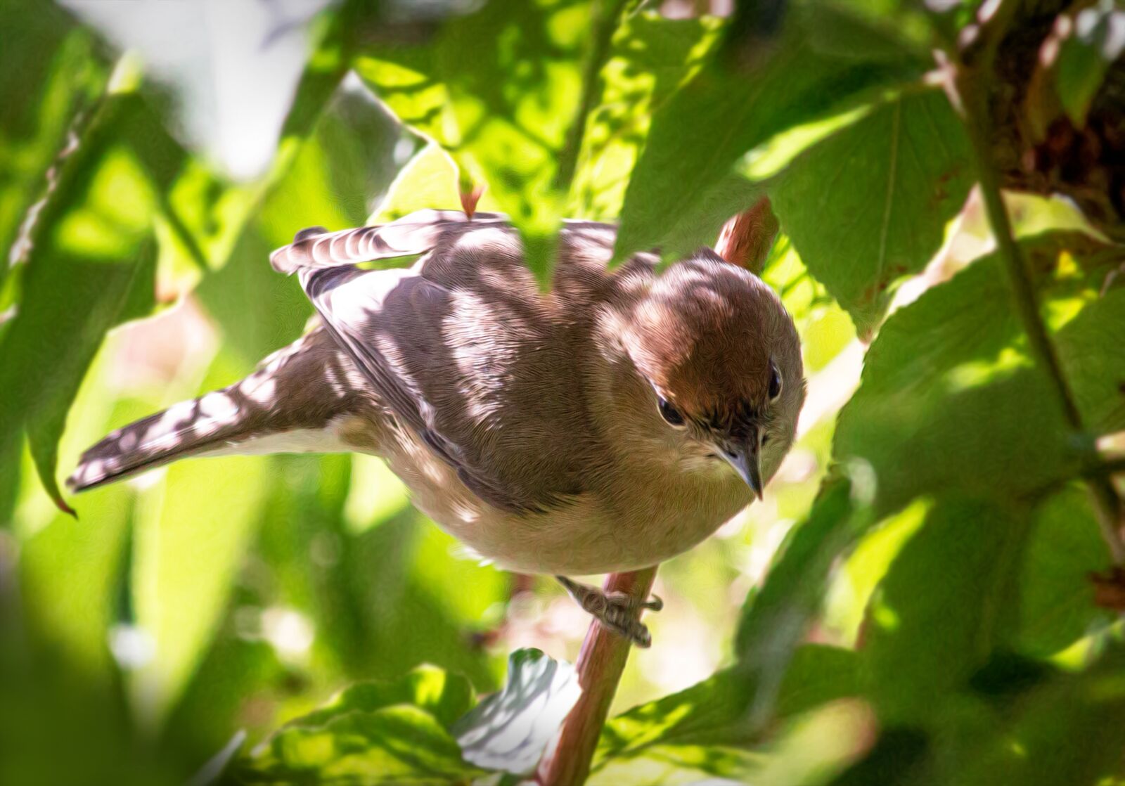 Canon EF-S 55-250mm F4-5.6 IS STM sample photo. Bird, leaves, tree photography