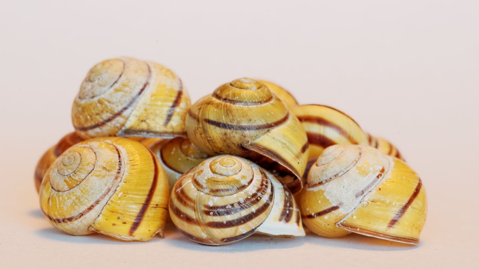 Nikon D50 sample photo. Shell, snail, animals photography