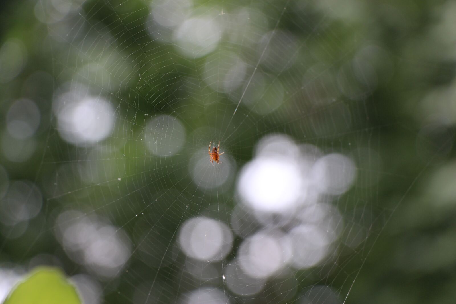 Canon EOS 650D (EOS Rebel T4i / EOS Kiss X6i) sample photo. Spider, cobweb, close up photography