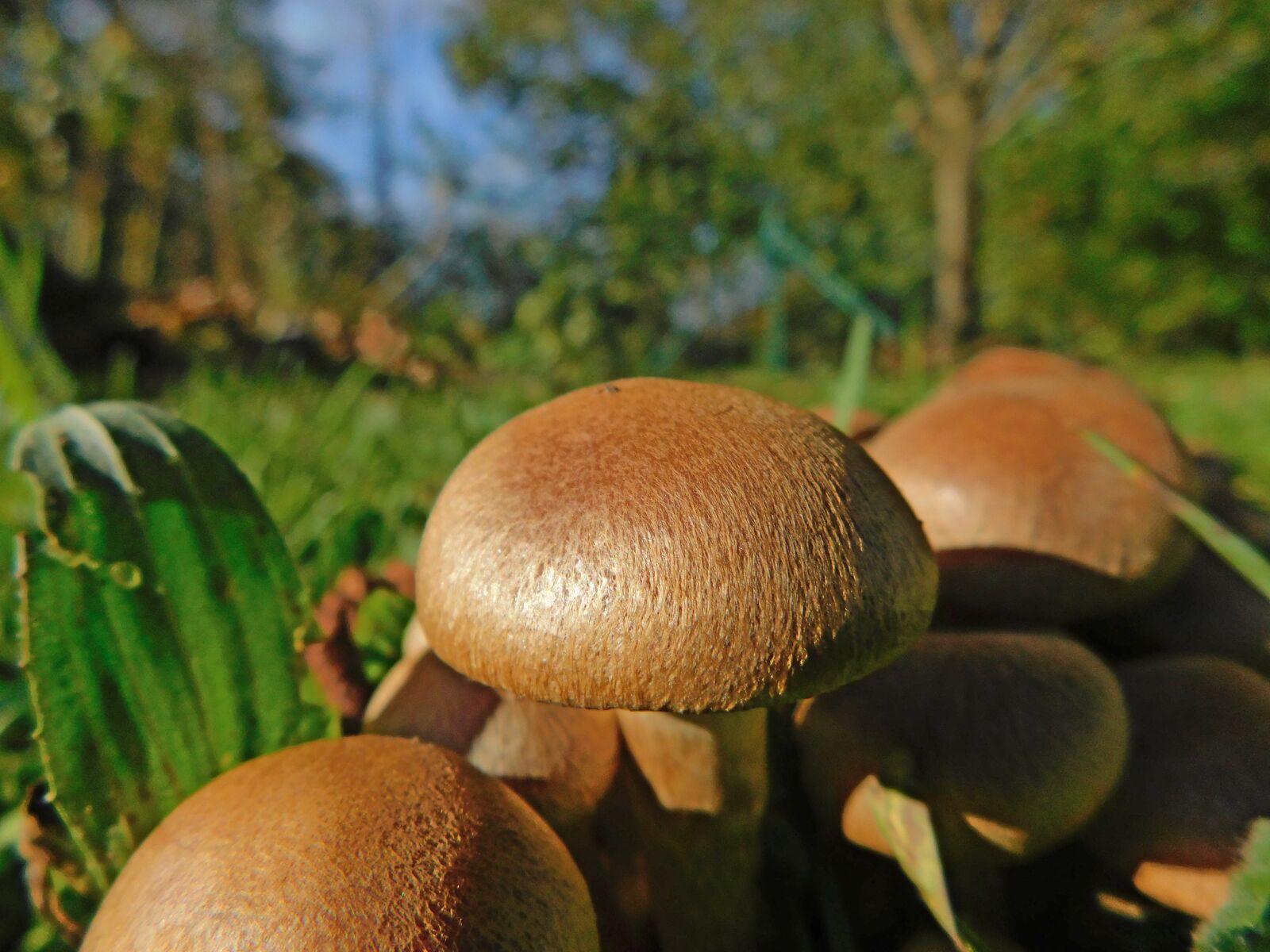 Nikon Coolpix B500 sample photo. Tear hem mushroom, mushroom photography