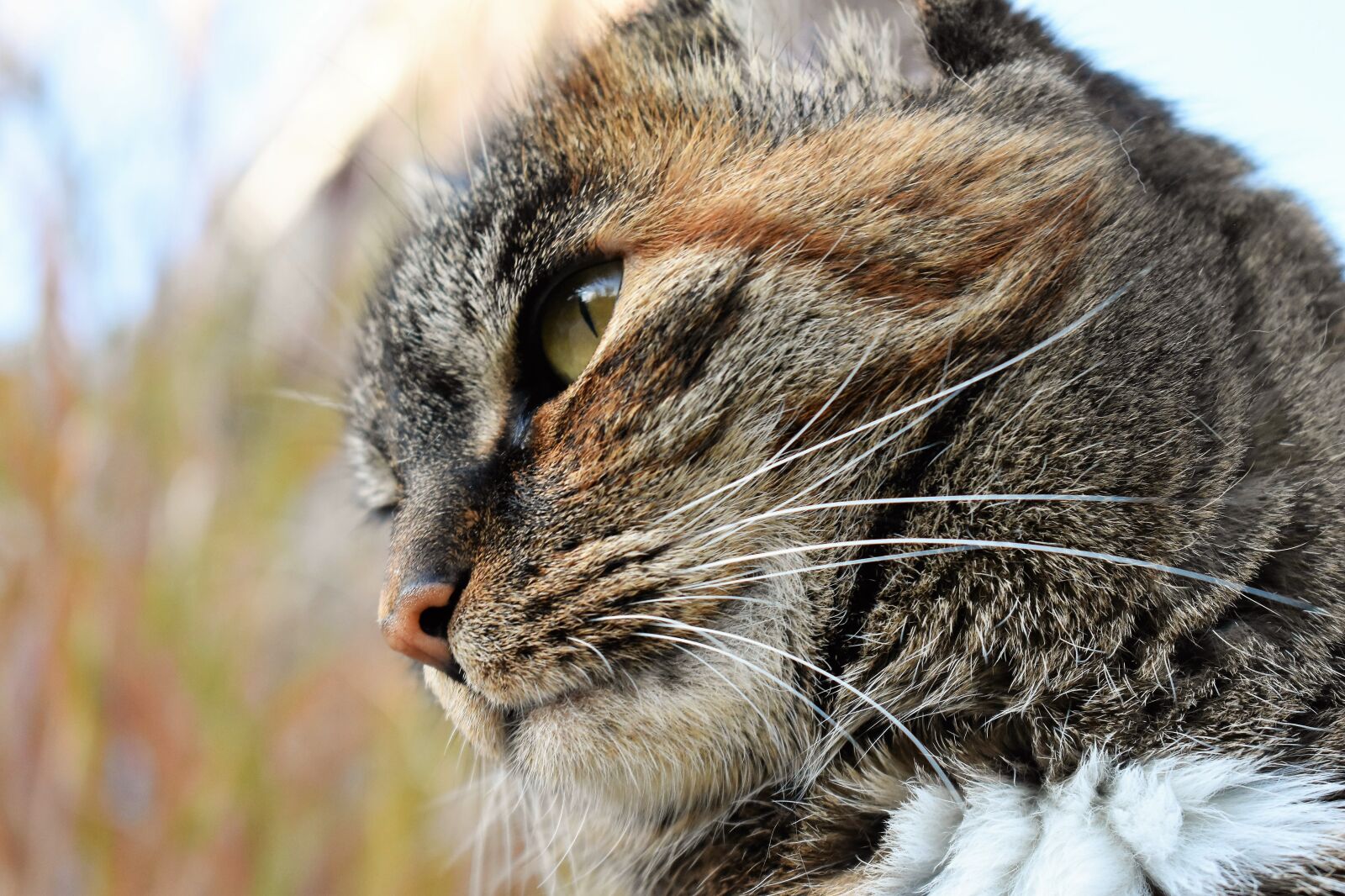 Nikon D5500 sample photo. Cat, animal, mackerel photography
