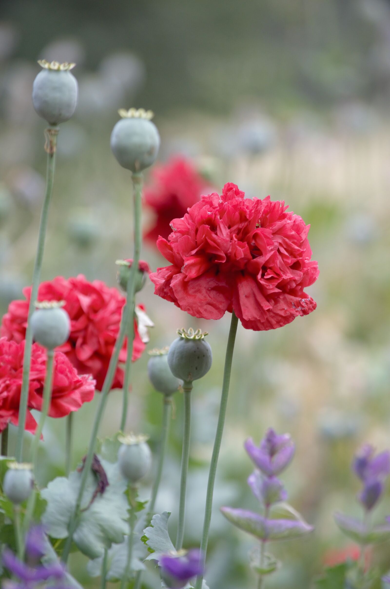 Nikon D5100 sample photo. Poppies, flowers, red photography