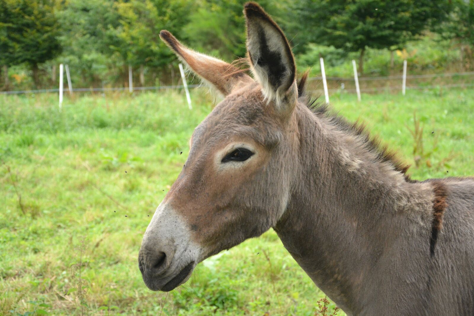 Nikon D5200 sample photo. Donkey, contentin, grey photography