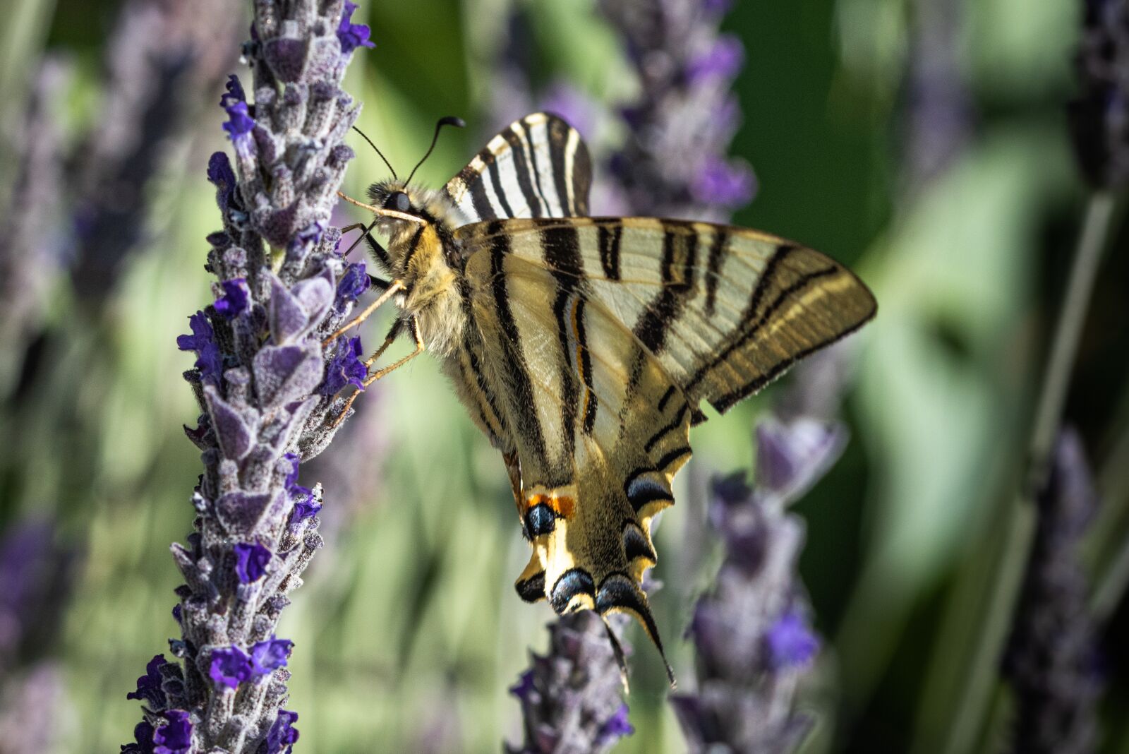 Nikon D810 sample photo. Butterfly, swallowtail, insect photography