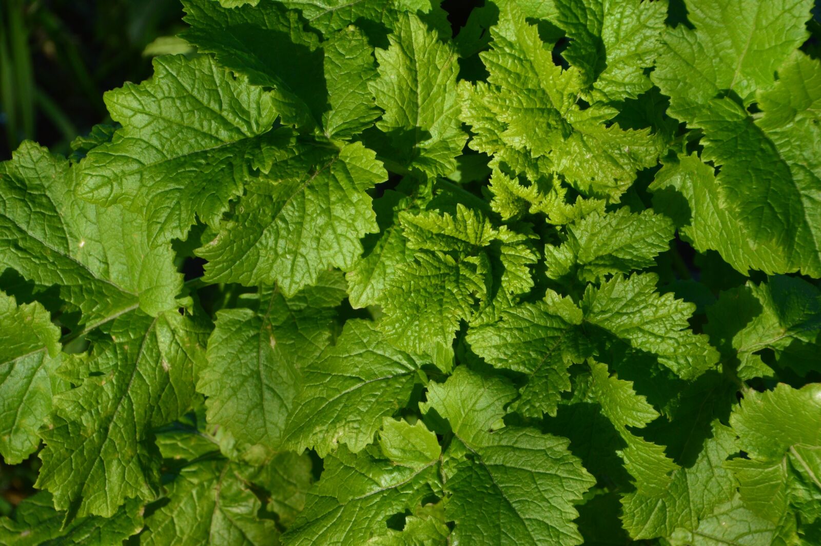 Nikon D3200 sample photo. Leaf, vegetable, celery photography