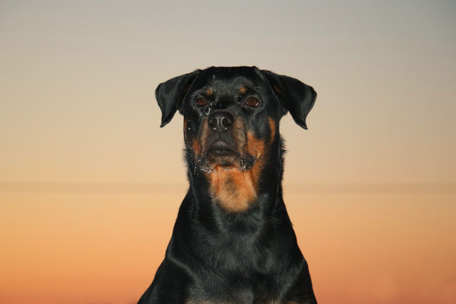 Canon EOS 750D (EOS Rebel T6i / EOS Kiss X8i) sample photo. Rottweiler, dog, sunset photography