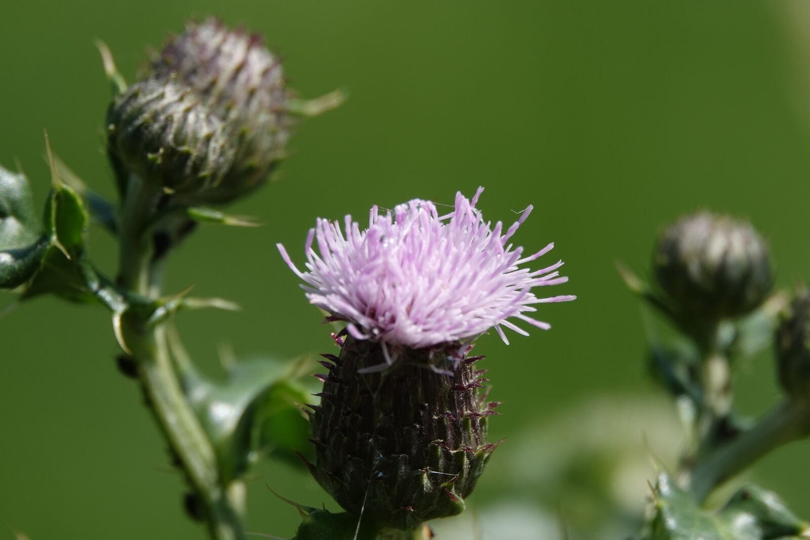 Sony Cyber-shot DSC-RX10 IV sample photo. Thistle, nature, flower photography