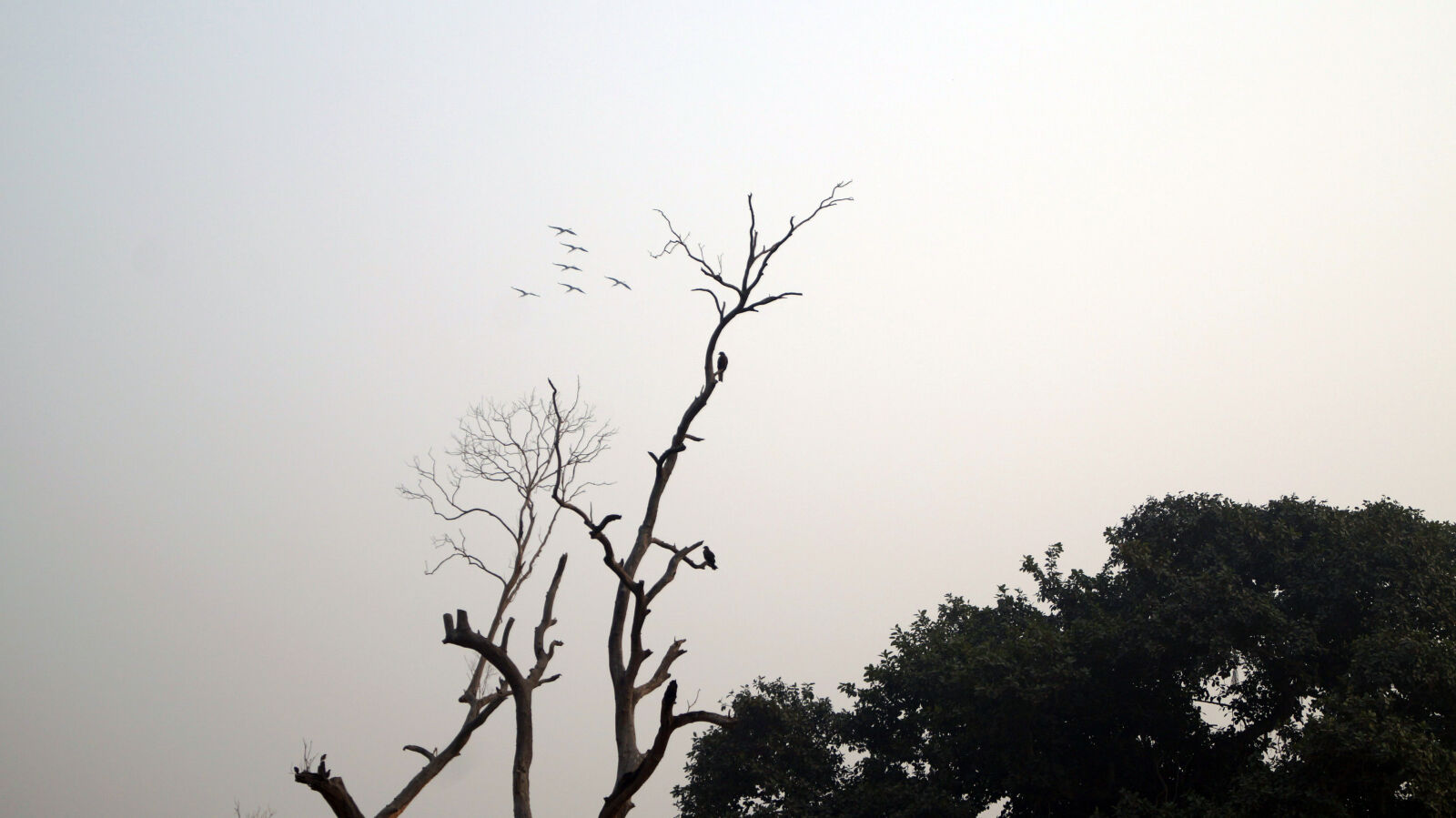 Sony DT 18-55mm F3.5-5.6 SAM II sample photo. Silhouette, bare, tree, against photography