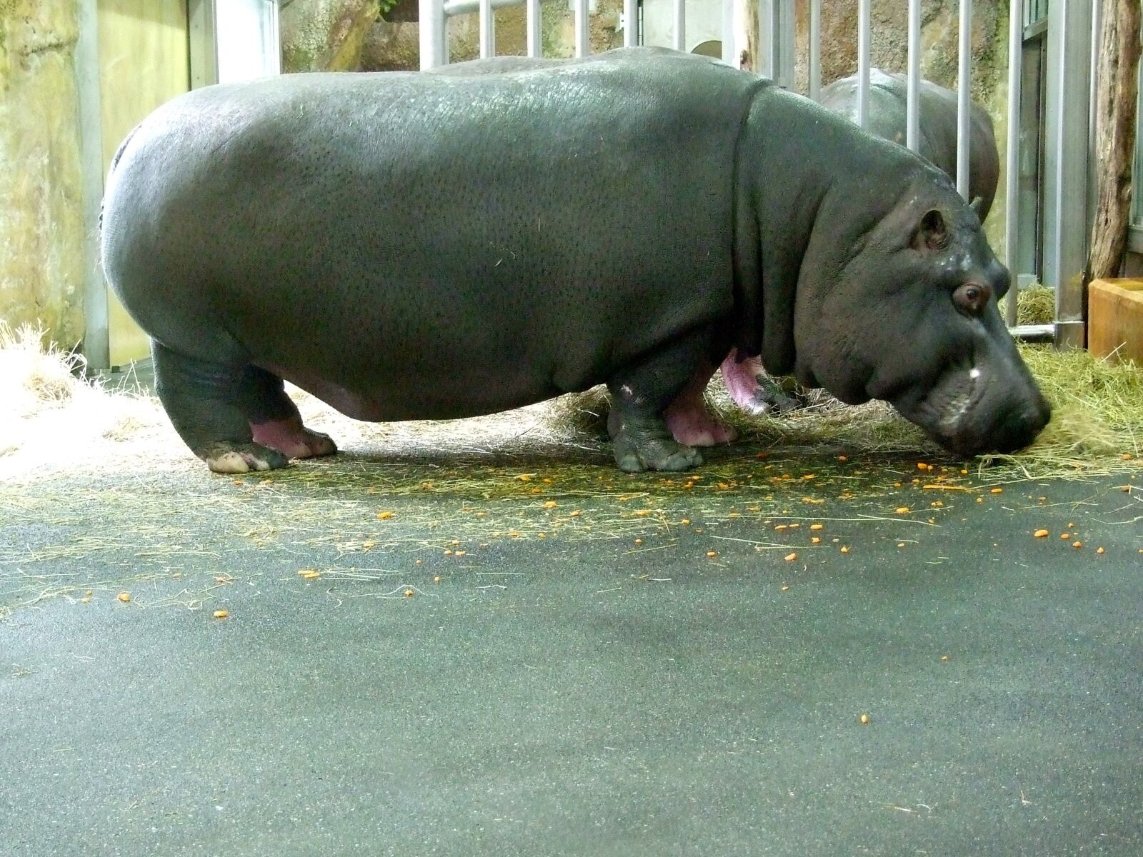 Fujifilm FinePix S6500fd sample photo. Hippo, zoo photography