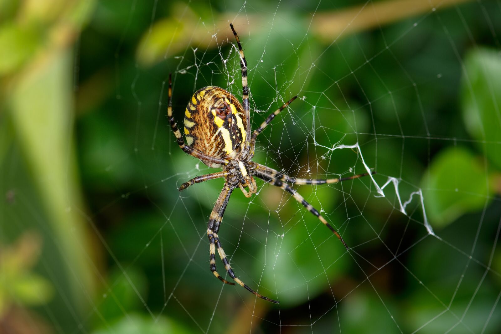 Nikon D7200 sample photo. Wasp spider, cobweb, caught photography