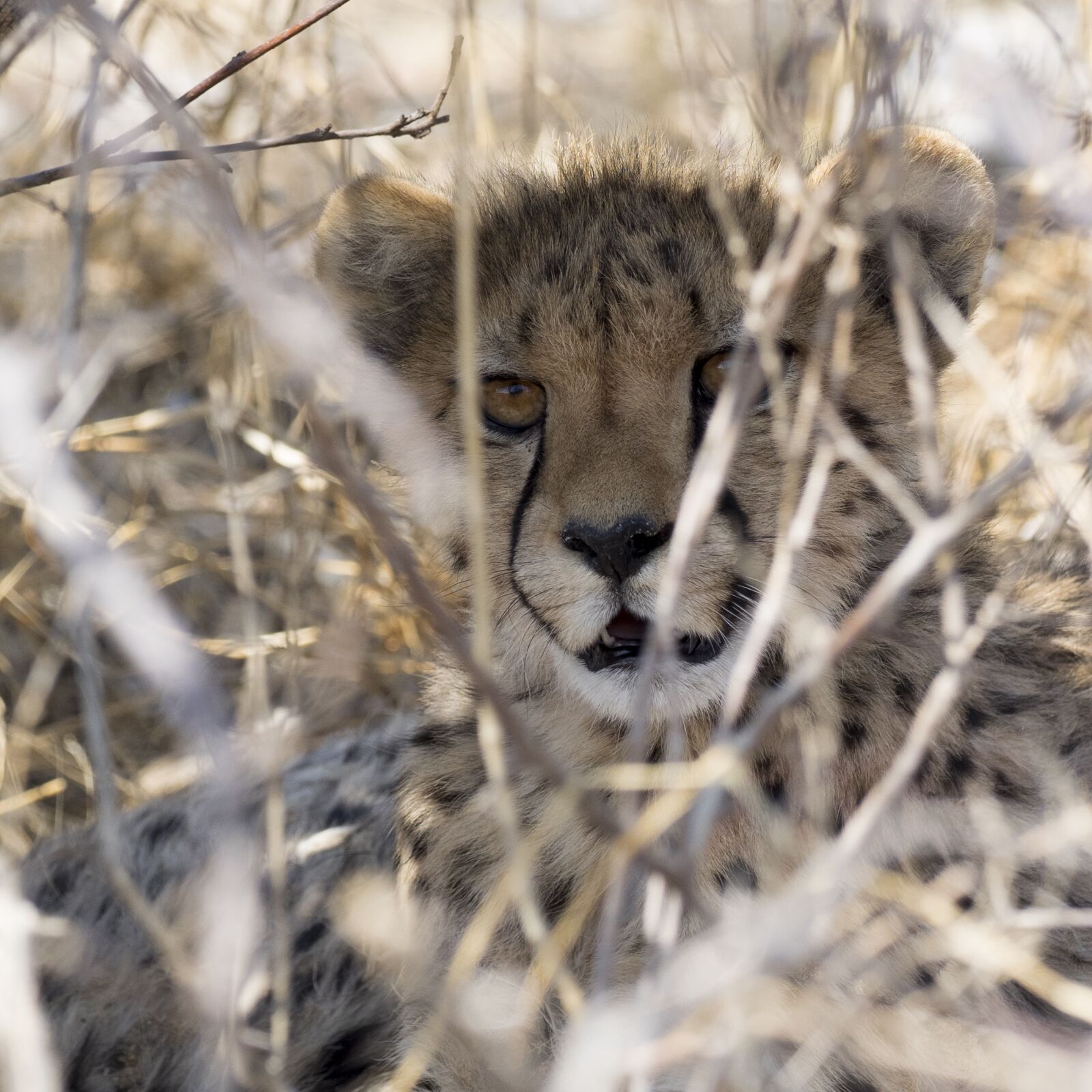 OLYMPUS M.300mm F4.0 sample photo. Cheetah, safari, namibia photography