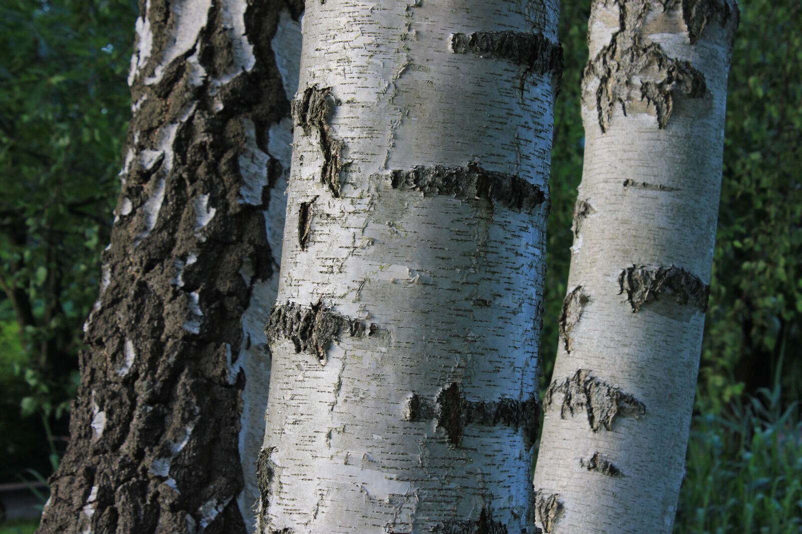 Canon EOS 550D (EOS Rebel T2i / EOS Kiss X4) sample photo. Tree, resin, trees photography