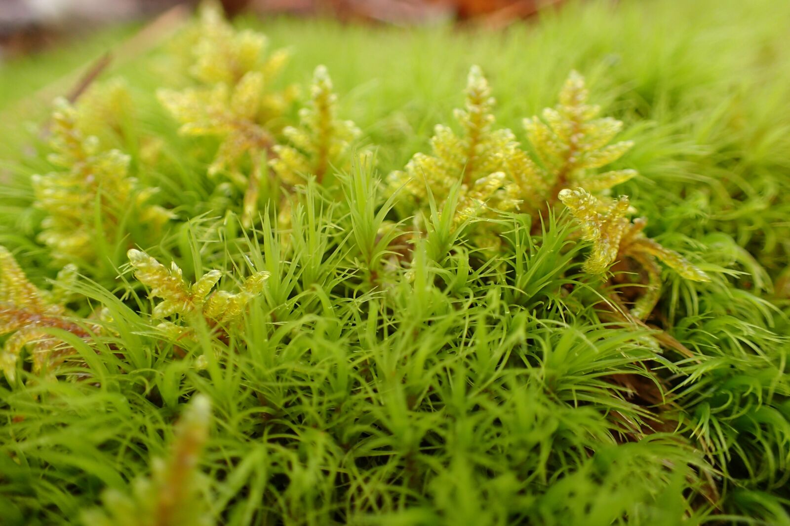 Olympus TG-4 sample photo. Moss, forest, nature photography