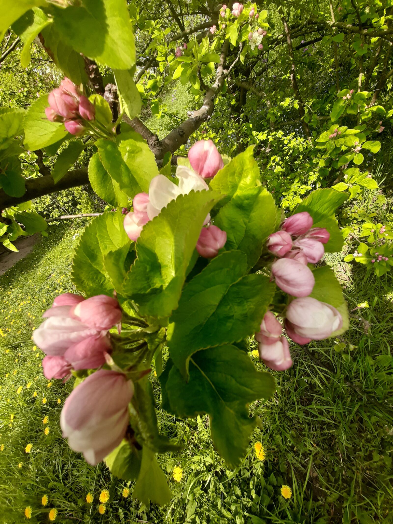 Samsung Galaxy A50 sample photo. Flowers, tree, spring photography