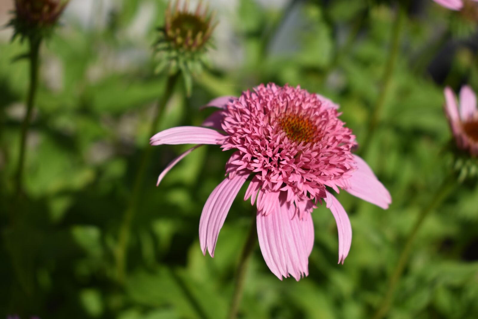 Nikon D3400 sample photo. Summer, flower, red photography