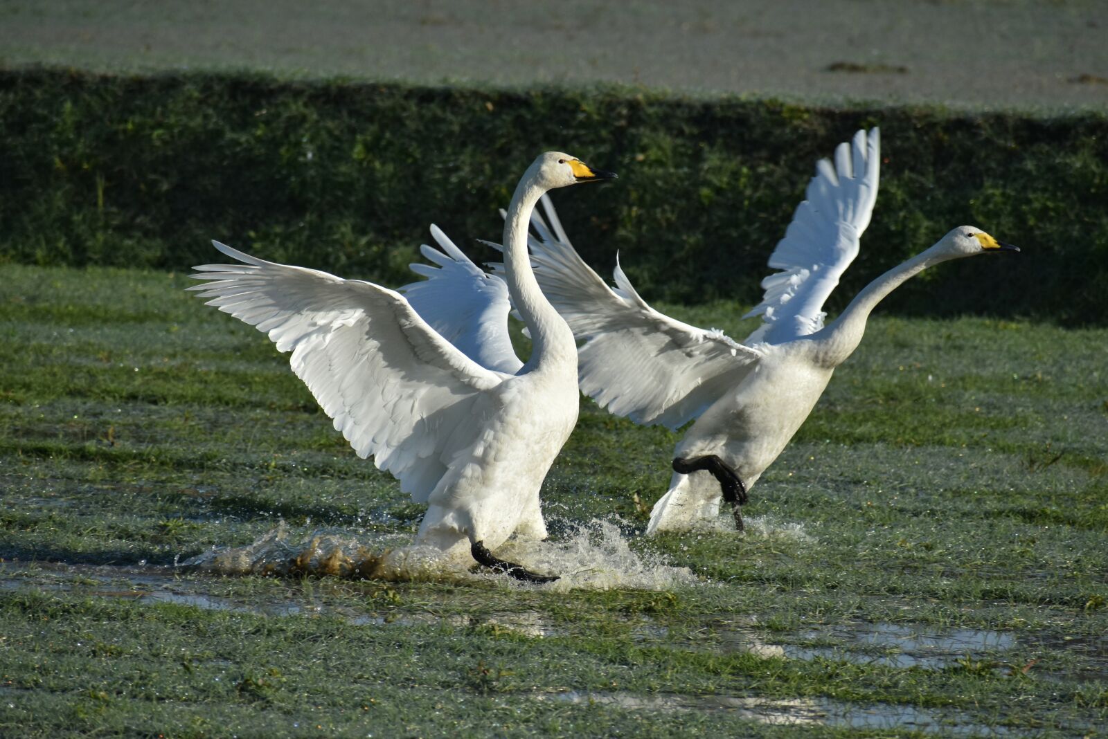 Nikon D7200 sample photo. Animal, the countryside, morning photography