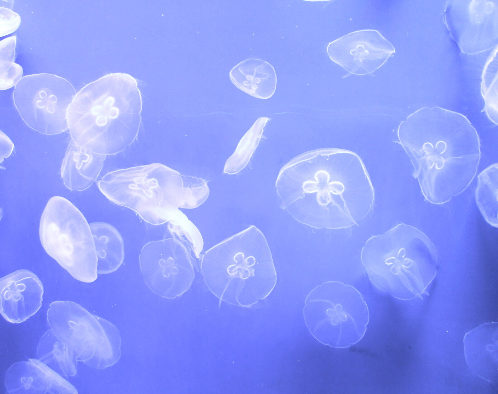 Canon PowerShot A3400 IS sample photo. Jellyfish, sea, life, steve photography