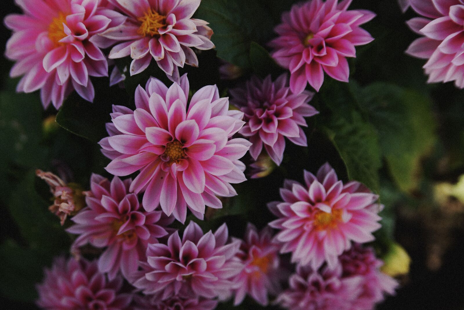 Nikon D610 sample photo. Flowers, flower, bloom photography