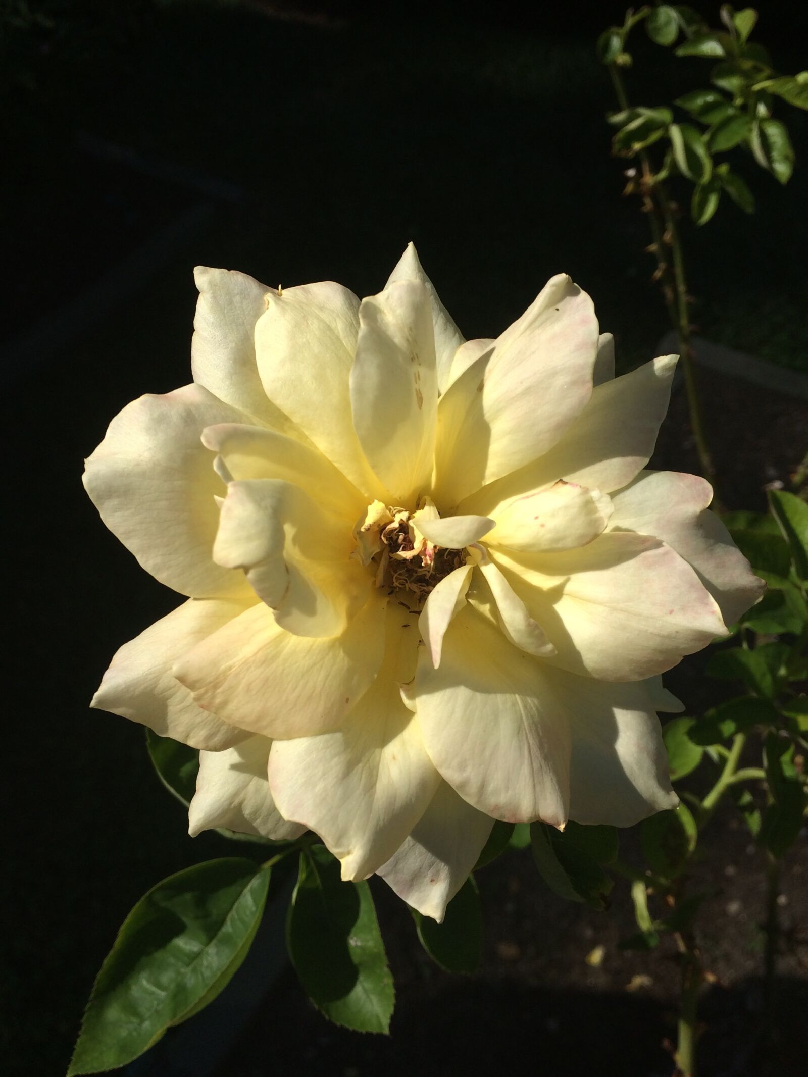 iPhone 5s back camera 4.15mm f/2.2 sample photo. Flower, garden, white, white photography