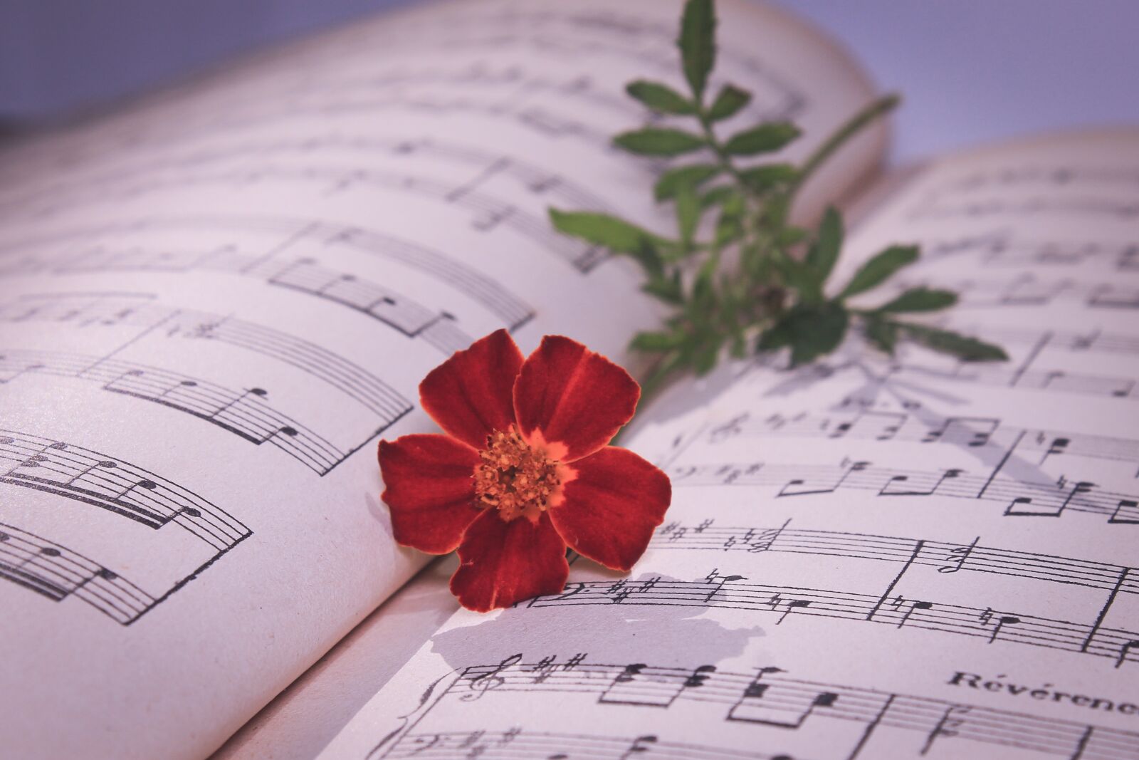 Canon EOS 1100D (EOS Rebel T3 / EOS Kiss X50) sample photo. Musical note, red rose photography